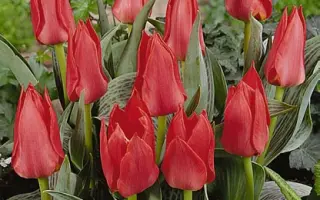 Ali Baba / Али Баба