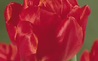 Alice Leclercq / Алис Леклерк