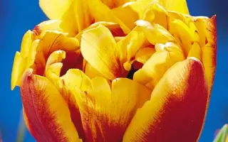 Allegretto / Аллегретто