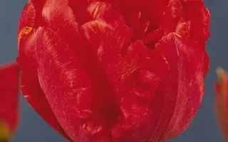 Alliance / Альянс