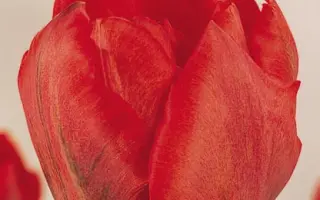 Alliance Francaise / Альянс Францис