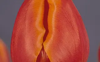 Amalia Rodrigues / Амалия Родригес