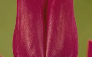 Amateras / Аматэрас