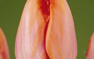 Amazone / Амазон