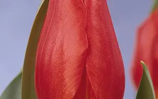 Ambassador / Амбассадор