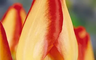 American Dream / Американ Дрим