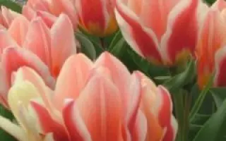 Analita / Аналита