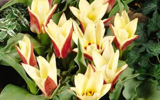 Ancilla / Анцилла