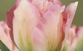 Angelique / Анжелика