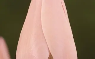 Angel's Eye / Ангельские глаза