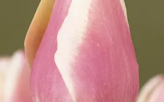 Anna Jose / Анна Джос