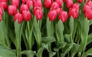 Annaconda / Аннаконда