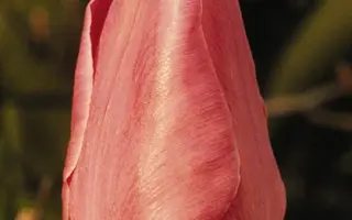 Anne Clair / Анна Клаир