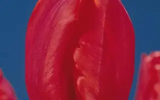 Anneke / Аннэкэ