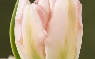 Annelinde / Аннэлиндэ