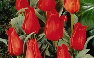 Annie Salomons / Анни Саломонс