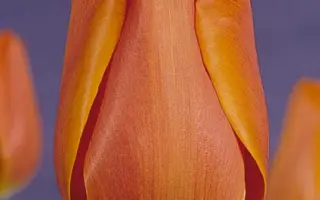 Annie Schilder / Анни Шильдер