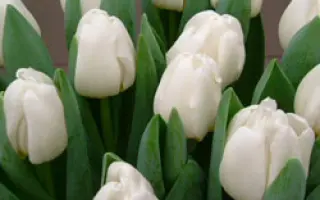 Antarctica / Антарктика