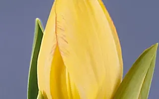 Antoinette / Антоинетта