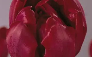 Antraciet / Антрацит