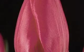 Antwerp / Антверп