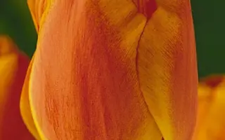 Apeldoorn's Elite / Аплдорн'с Элит