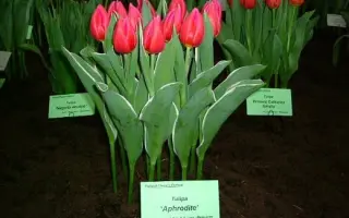 Aphrodite / Афродита