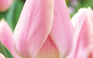 Apricot Delight / Априкот Делайт