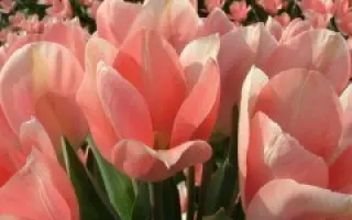 Apricot Giant / Априкот Гиант