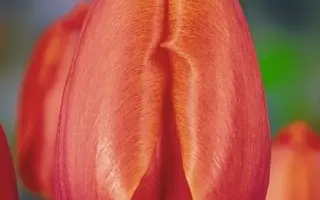 Apricot Impression / Априкот Импрешен