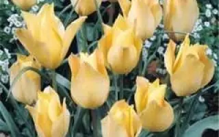 Apricot Jewel / Априкот Джувел