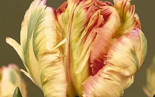 Apricot Parrot / Априкот Паррот