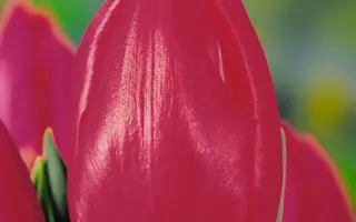 April Love / Эприл Лав