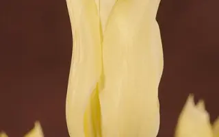 April Moon / Эприл Мун