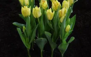 Aquilla / Аквилла