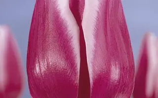 Arabian Lady / Арабиан Леди