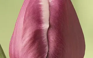 Arabian Mystery / Арабиан Мистери