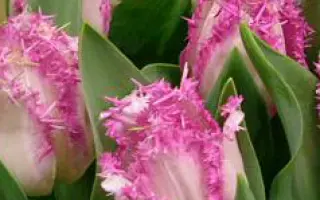 Aria Card / Ариа Кард