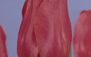 Ariane / Арианэ