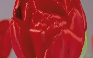 Arie Alkemade's Memory / Ариэ Алкэмадэ'с Мемори