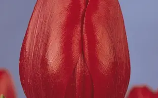 Arie Hoek / Арие Хоек