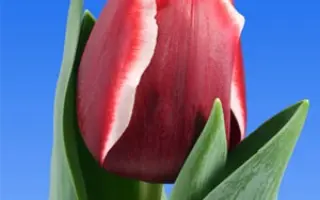 Armani / Армани