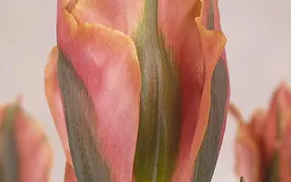 Artist / Артист