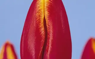 Asiram / Асирам