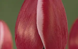 Astarte / Астартэ