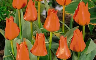 Atje Keulen / Ати Кейлин