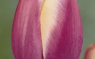 Atlantis / Атлантис