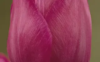 Attila / Аттила