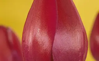 Attila Graffiti / Аттила Граффити