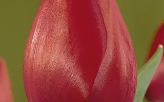 Attila's Elite / Аттила'с Элит